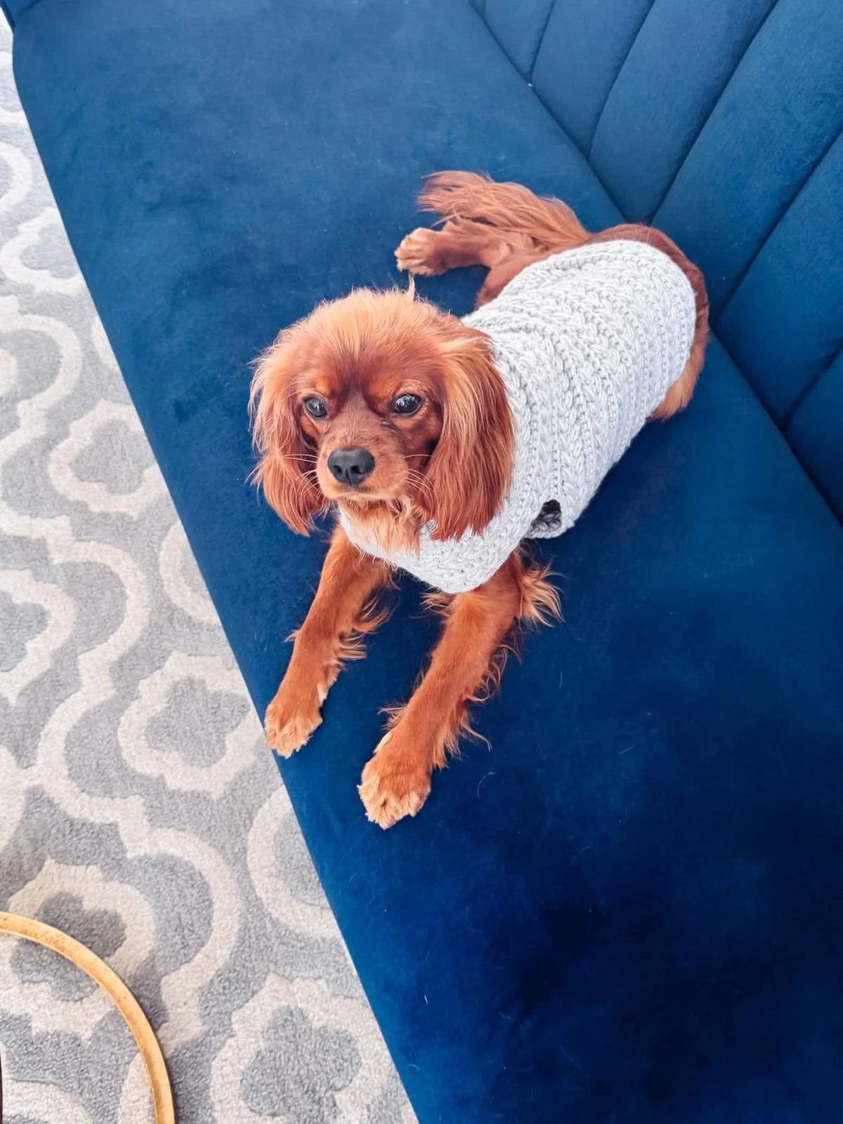 Dog Sweater Crochet Pattern PDF + Video – Top-Down Dog Sweater in 8 Sizes